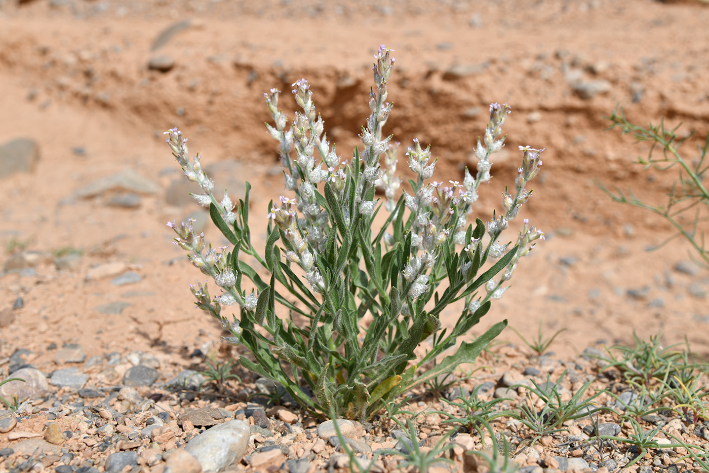 Image of Lachnoloma lehmannii specimen.