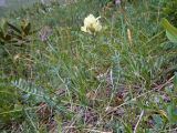 Astragalus resupinatus