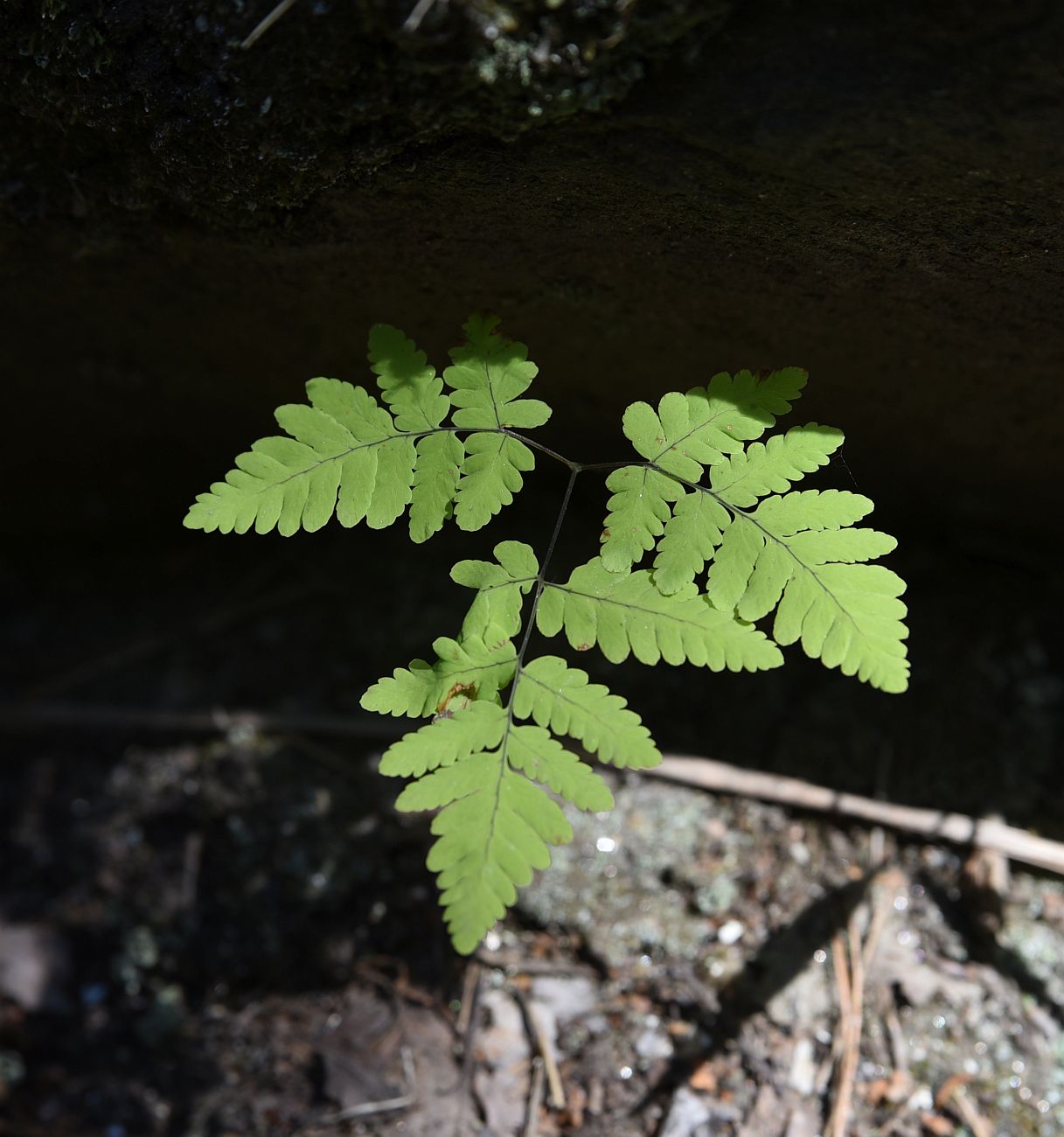 Изображение особи Gymnocarpium dryopteris.