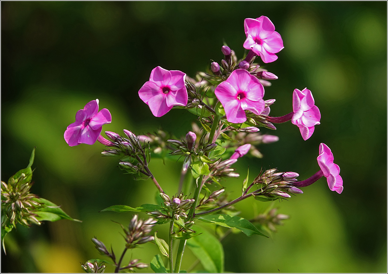 Image of Phlox paniculata specimen.