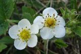 Fragaria orientalis