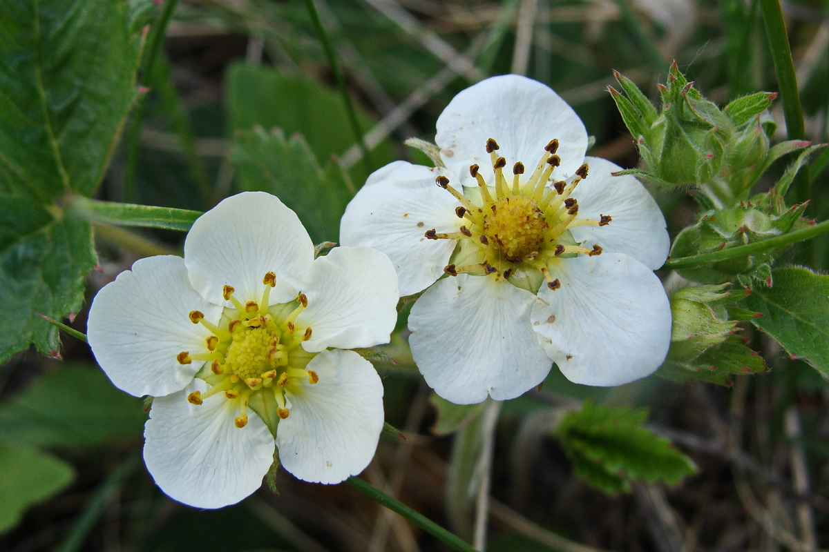 Изображение особи Fragaria orientalis.