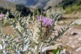 Cirsium cephalotes. Верхушка побега с соцветием. Кабардино-Балкария, Эльбрусский р-н, долина р. Ирик, у тропы. 20.08.2023.