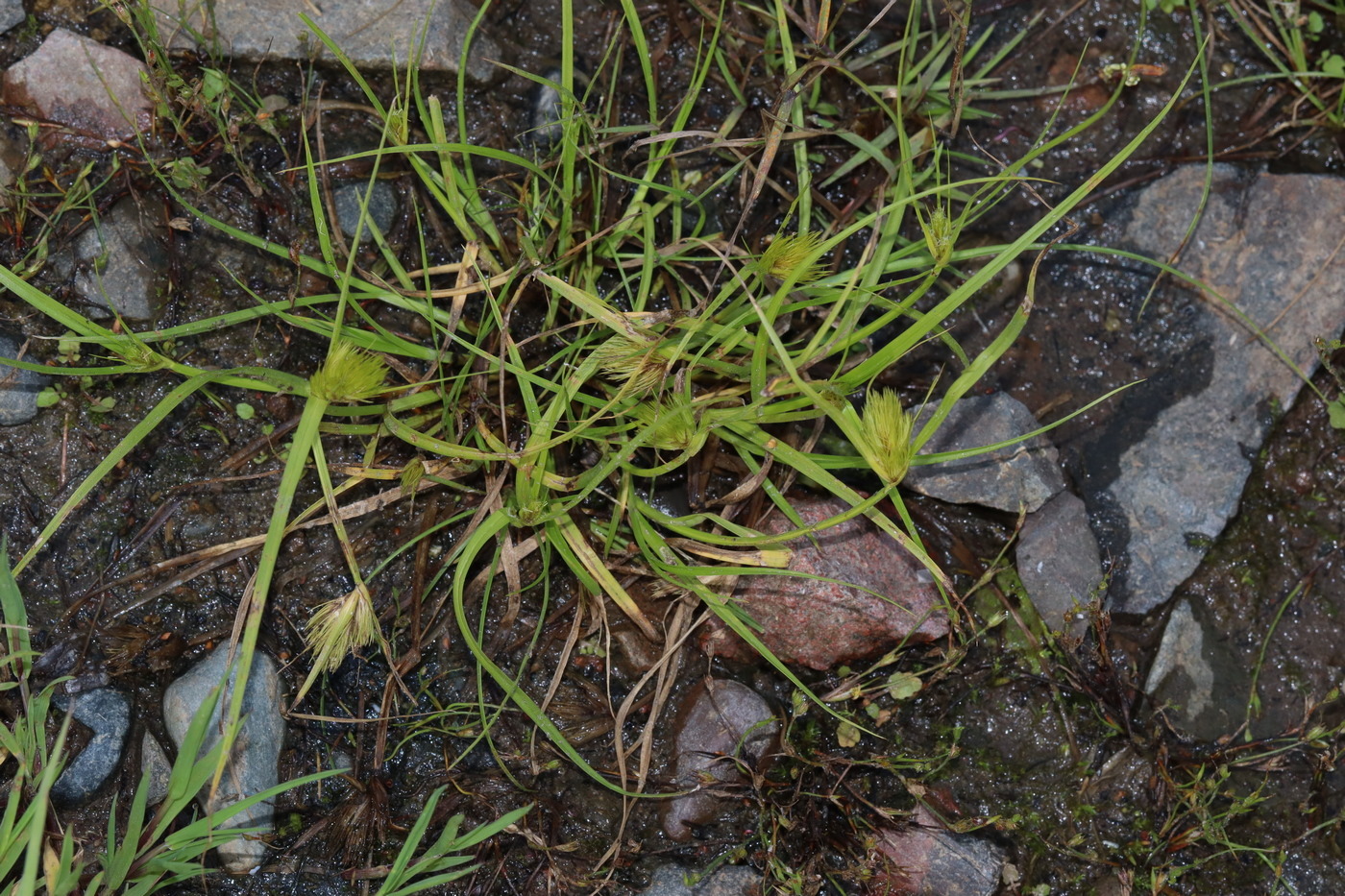 Image of Carex bohemica specimen.