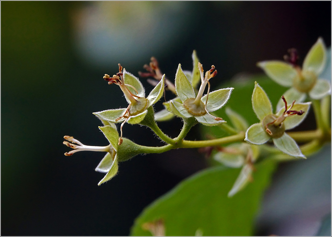 Изображение особи Philadelphus pubescens.