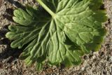 Geranium pusillum