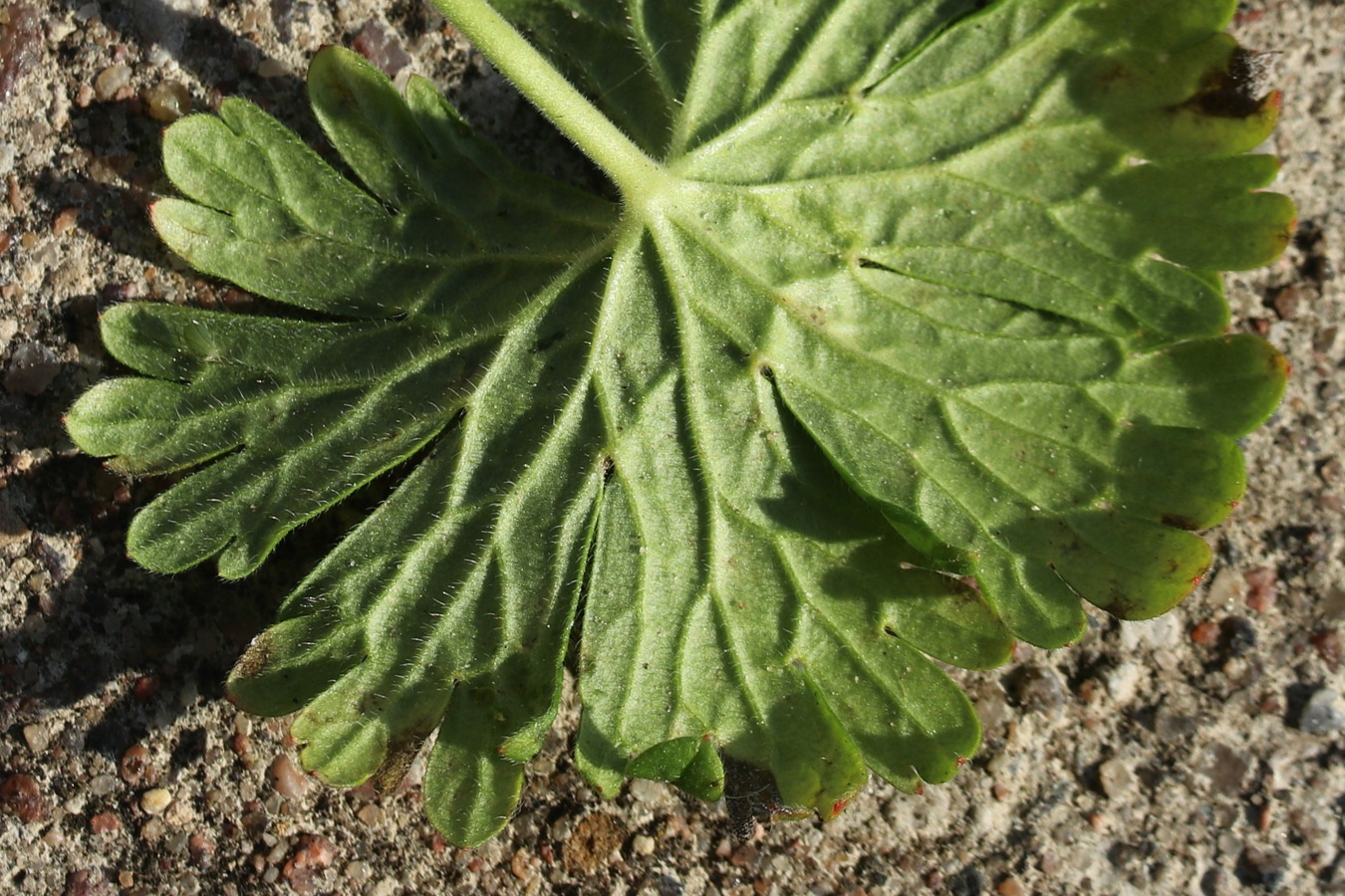 Изображение особи Geranium pusillum.