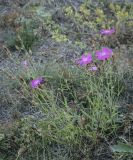 Dianthus versicolor. Цветущие растения. Татарстан, Агрызский р-н, с. Красный Бор, огород, залежь. 30.09.2023.