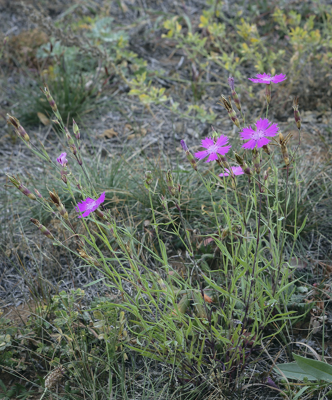 Изображение особи Dianthus versicolor.