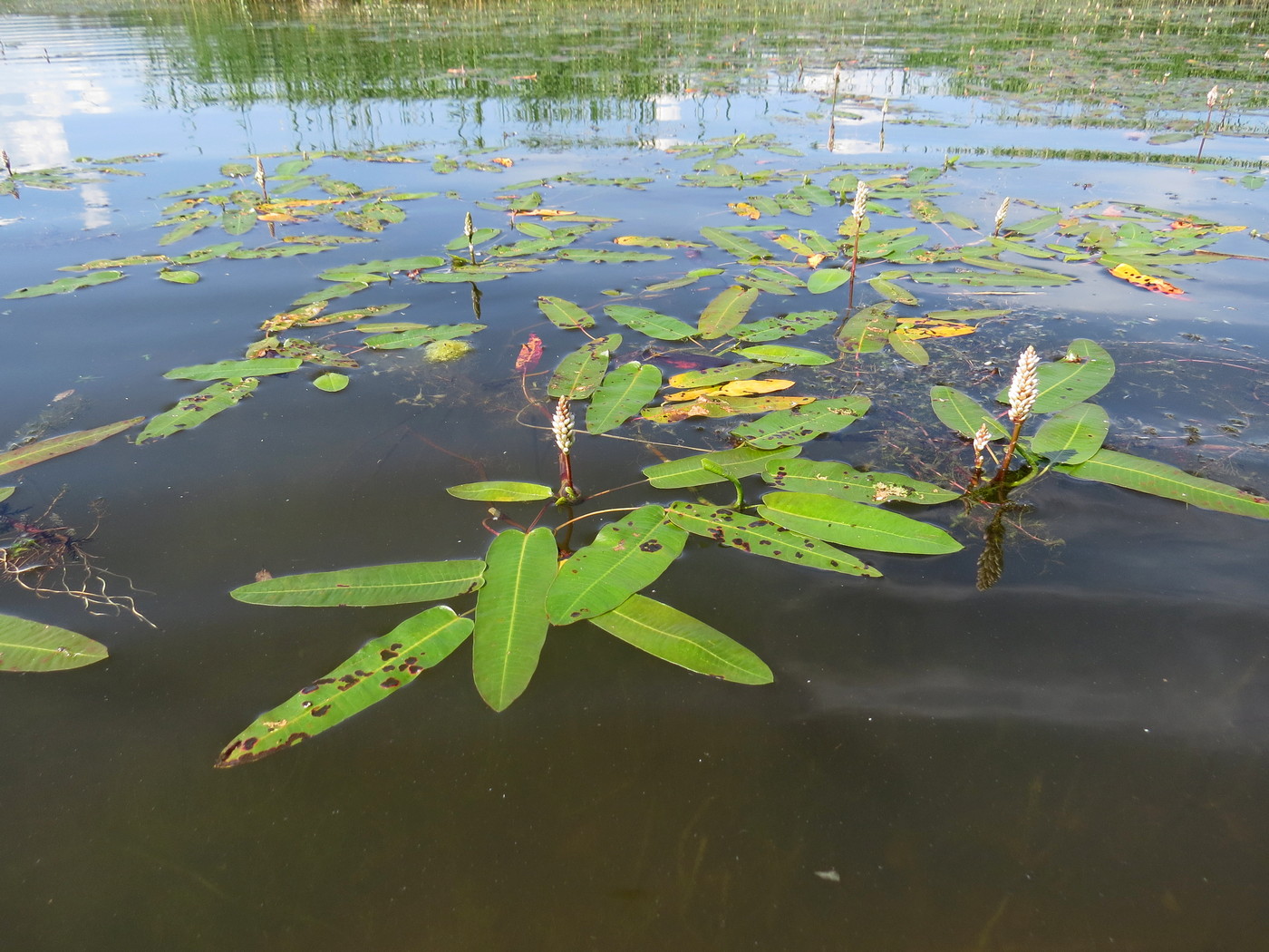 Image of Persicaria amphibia specimen.