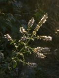 Mentha longifolia