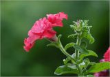 Petunia × hybrida