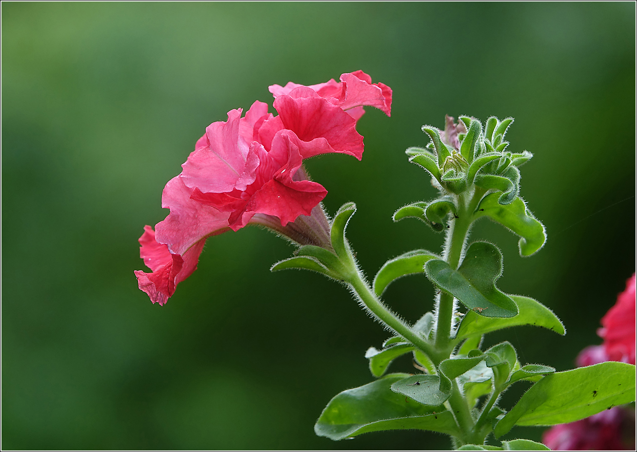 Image of Petunia &times; hybrida specimen.