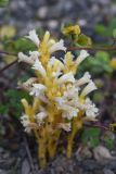 genus Phelipanche
