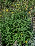 Sonchus arvensis. Цветущие растения в сообществе с Artemisia stelleriana. Сахалин, Макаровский гор. округ, бухта Тихая, приморский луг. 12.08.2023.