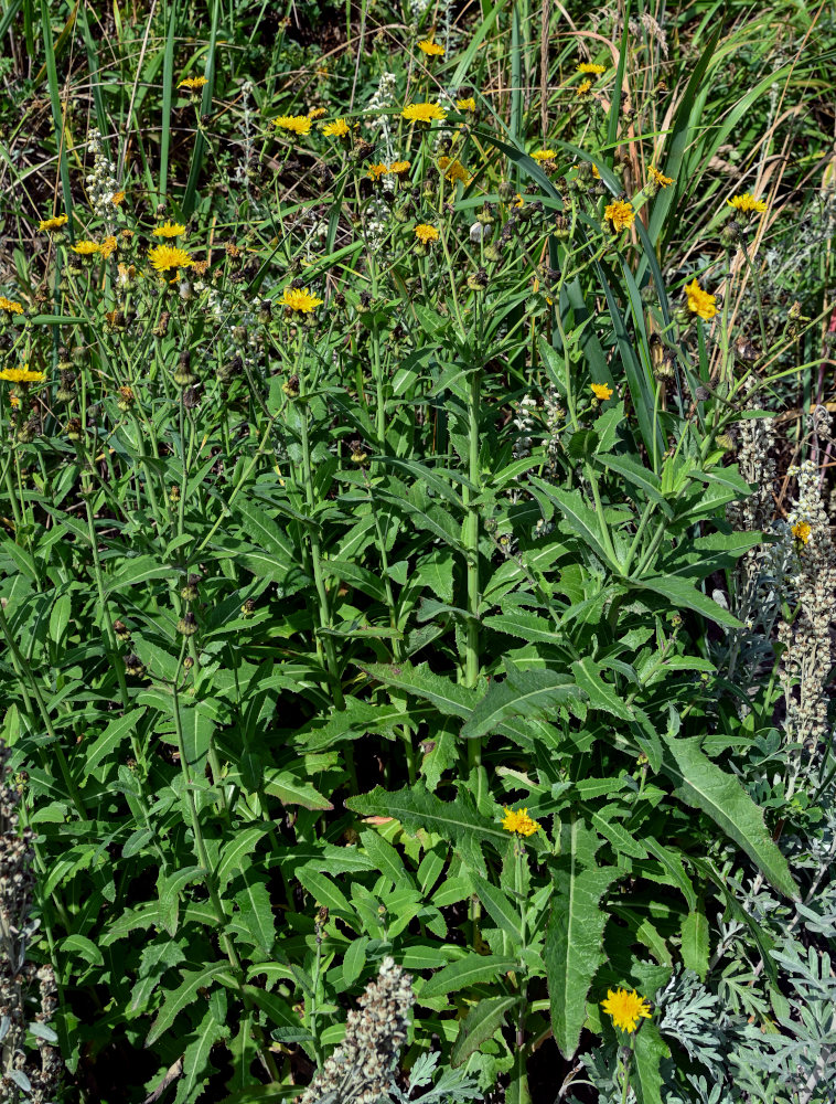 Image of Sonchus arvensis specimen.