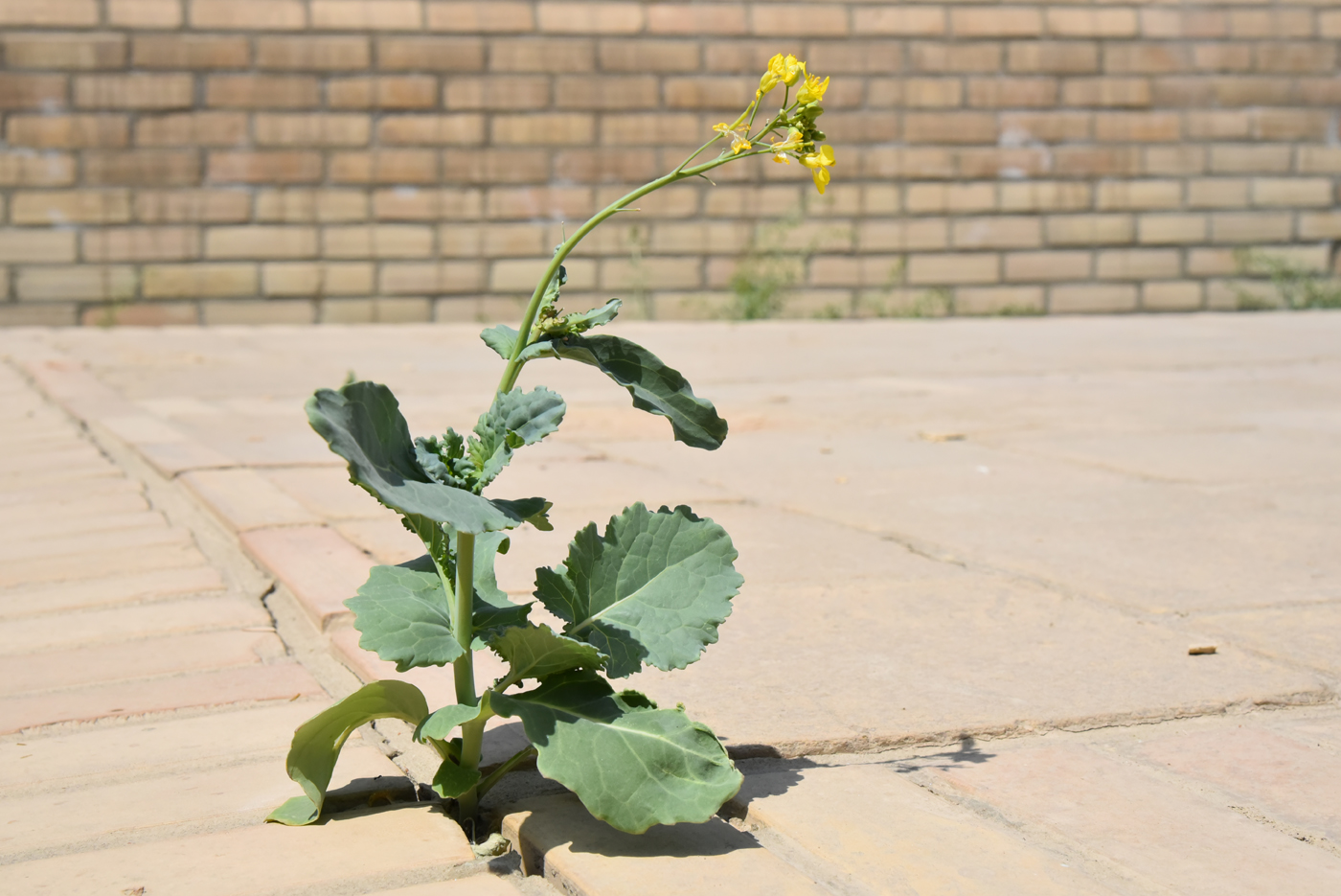 Изображение особи род Brassica.