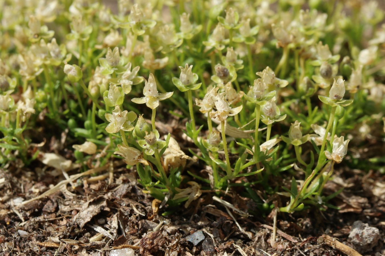 Image of Sagina procumbens specimen.