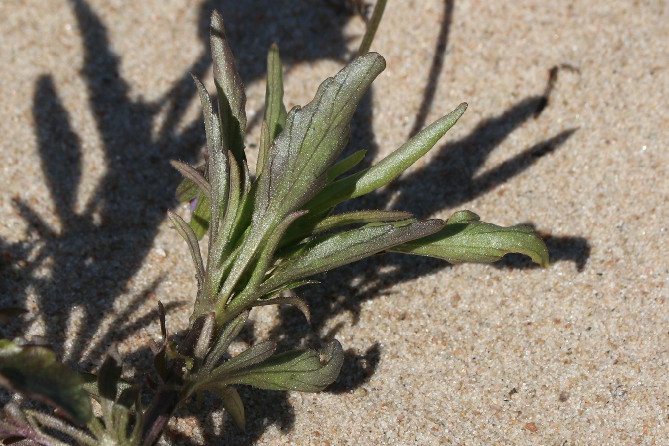 Image of Viola maritima specimen.