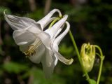 Aquilegia vulgaris. Цветок. Московская обл., Дмитровский р-н, окр. пос. Раменский, возле лесной дороги. 14.06.2023.