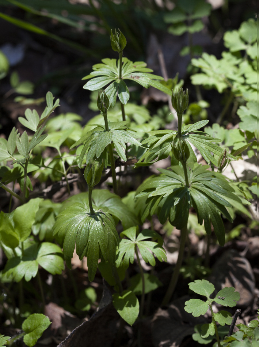 Изображение особи Eranthis stellata.
