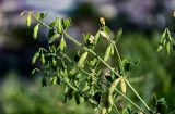 Zygophyllum fabago. Веточки с незрелыми плодами. Дагестан, г. Дербент, каменистый склон. 30.07.2022.