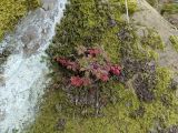 Geranium robertianum. Вегетирующее растение на валуне. Краснодарский край, г/о Сочи, Хостинский р-н, гора Бытха, восточный склон, широколиственный лес. 02.04.2024.