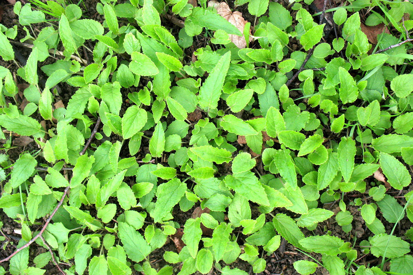 Image of Campanula glomerata specimen.