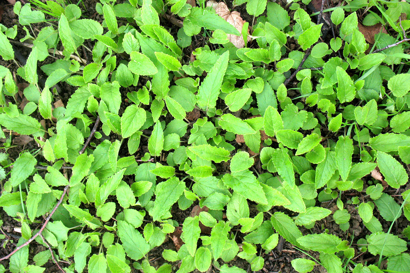 Изображение особи Campanula glomerata.