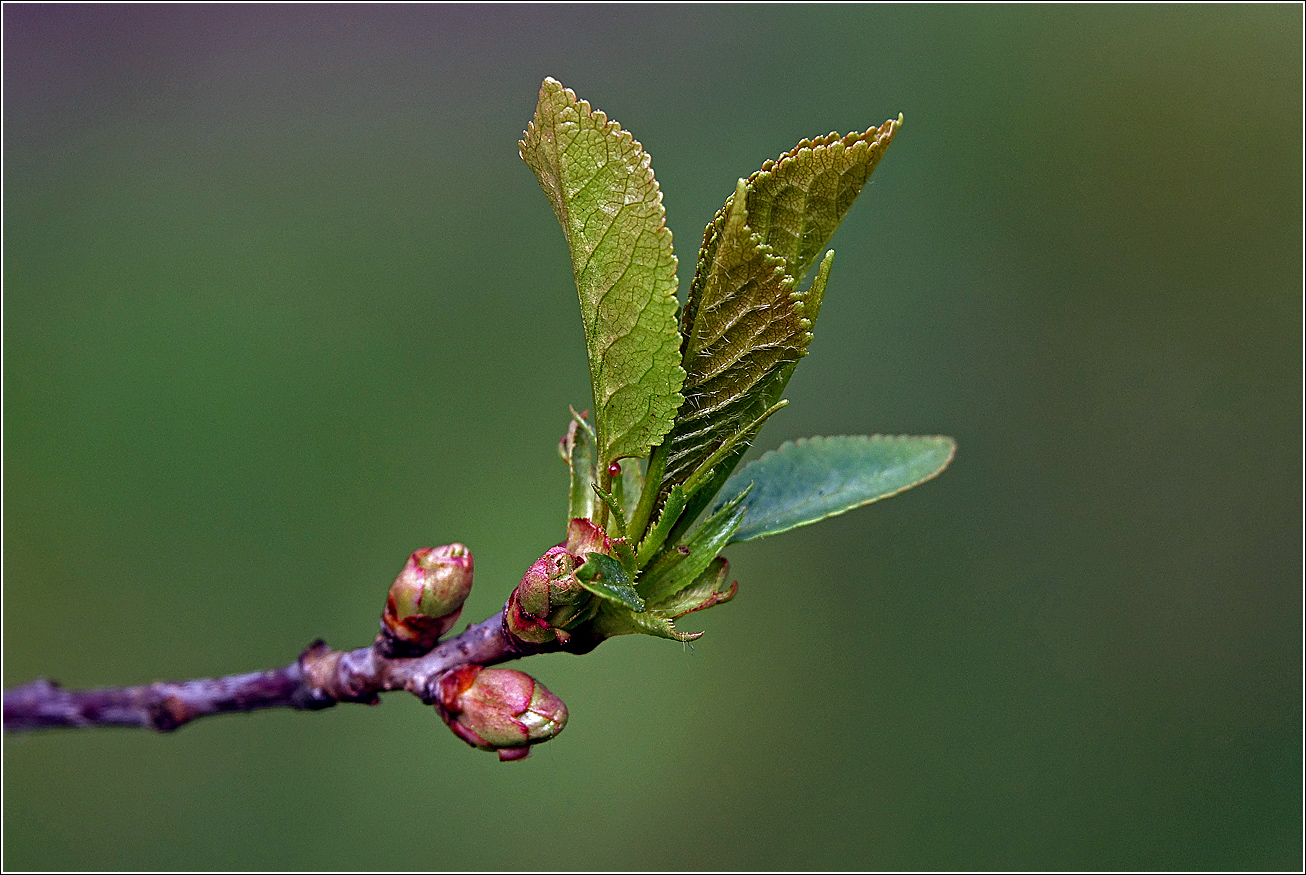 Изображение особи Cerasus vulgaris.