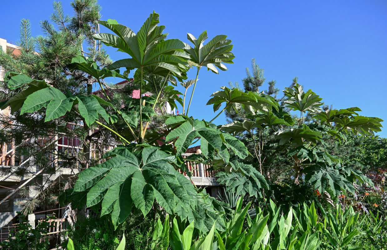 Изображение особи Tetrapanax papyrifer.