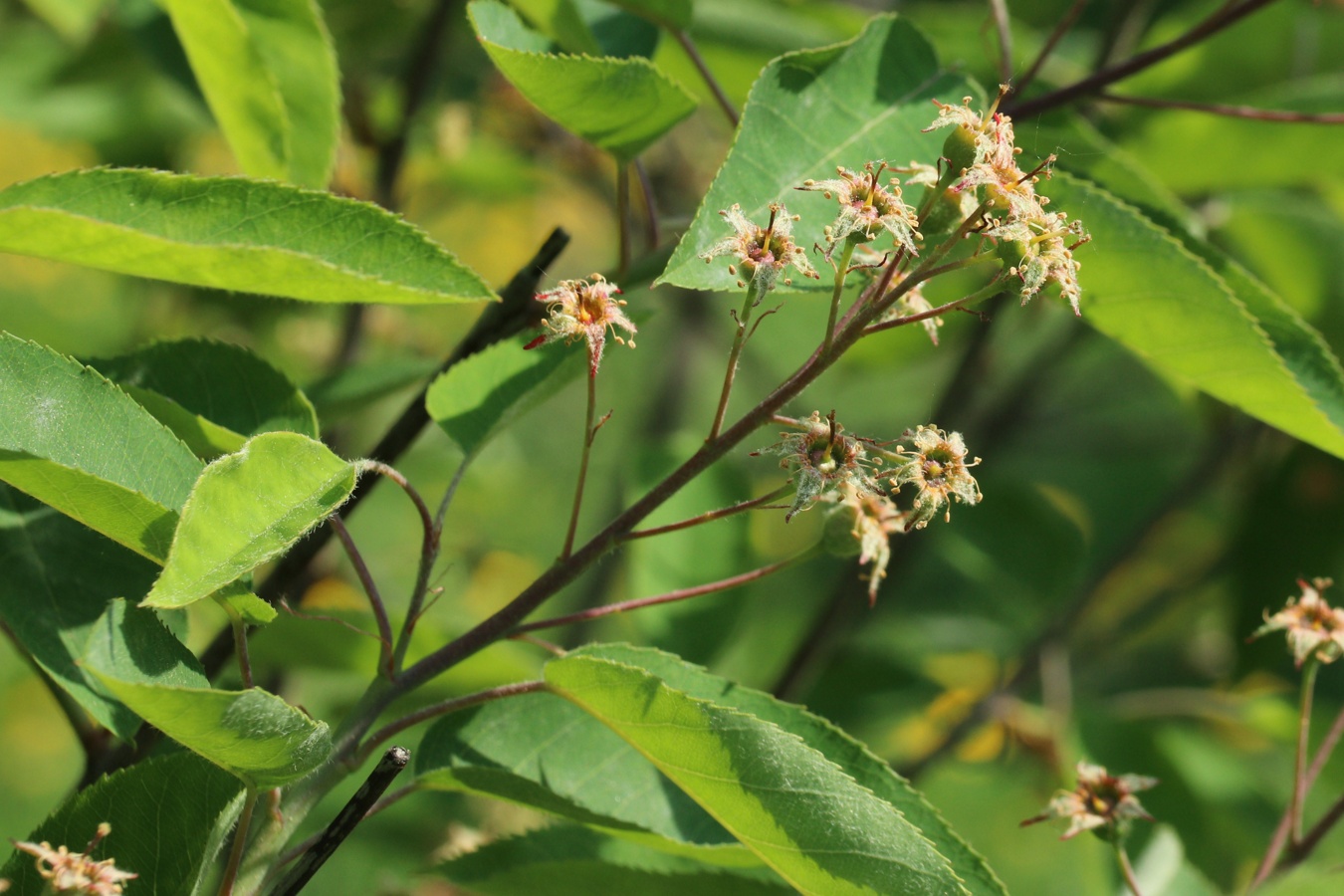 Image of Amelanchier canadensis specimen.