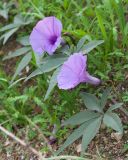 Ipomoea cairica. Цветки и листья. Египет, мухафаза Александрия, г. Александрия, сорное на территории археологического памятника — римского амфитеатра. 06.01.2024.
