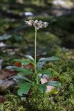 Chimaphila umbellata