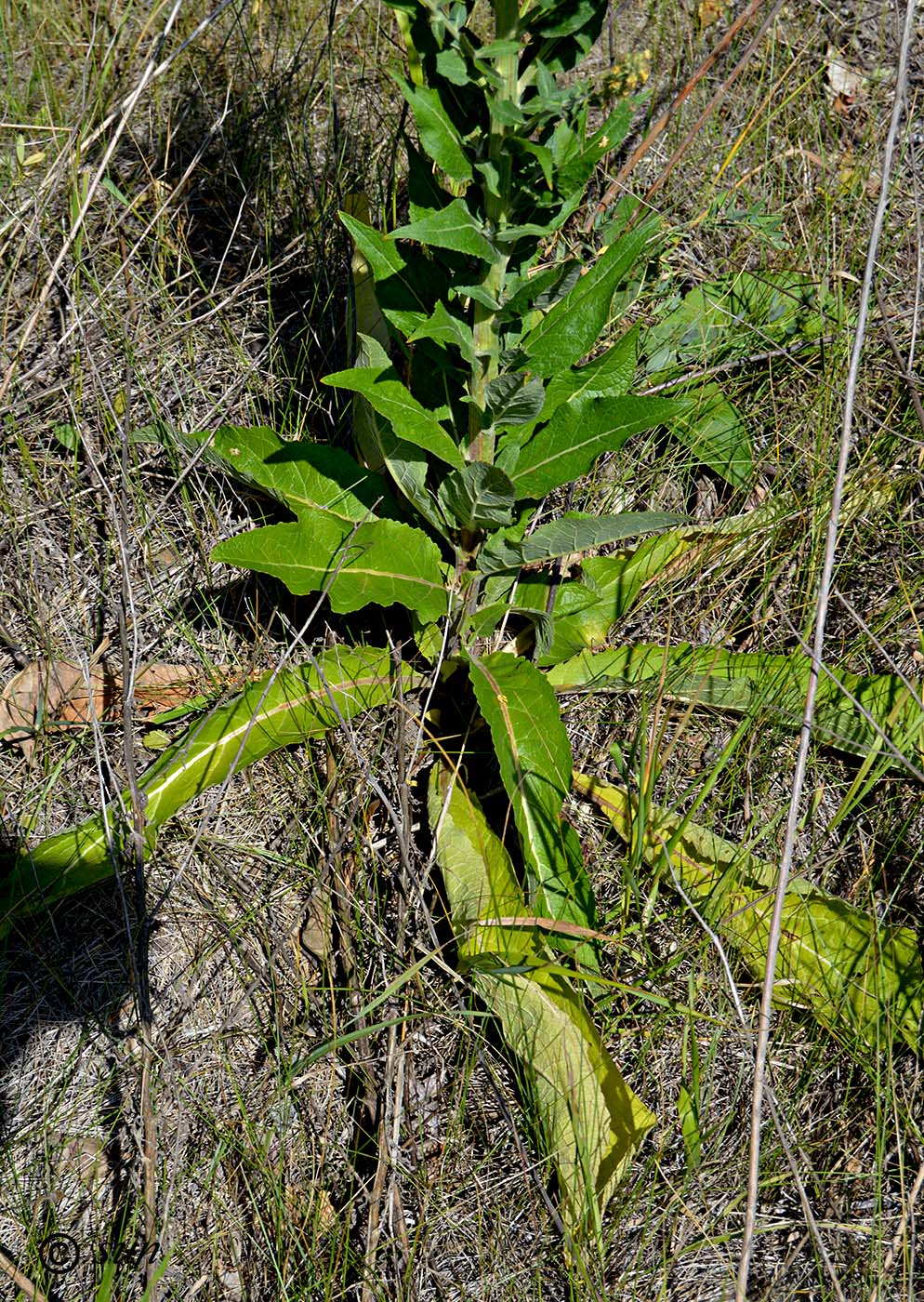 Image of Verbascum lychnitis specimen.