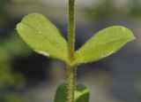 Cerastium holosteoides