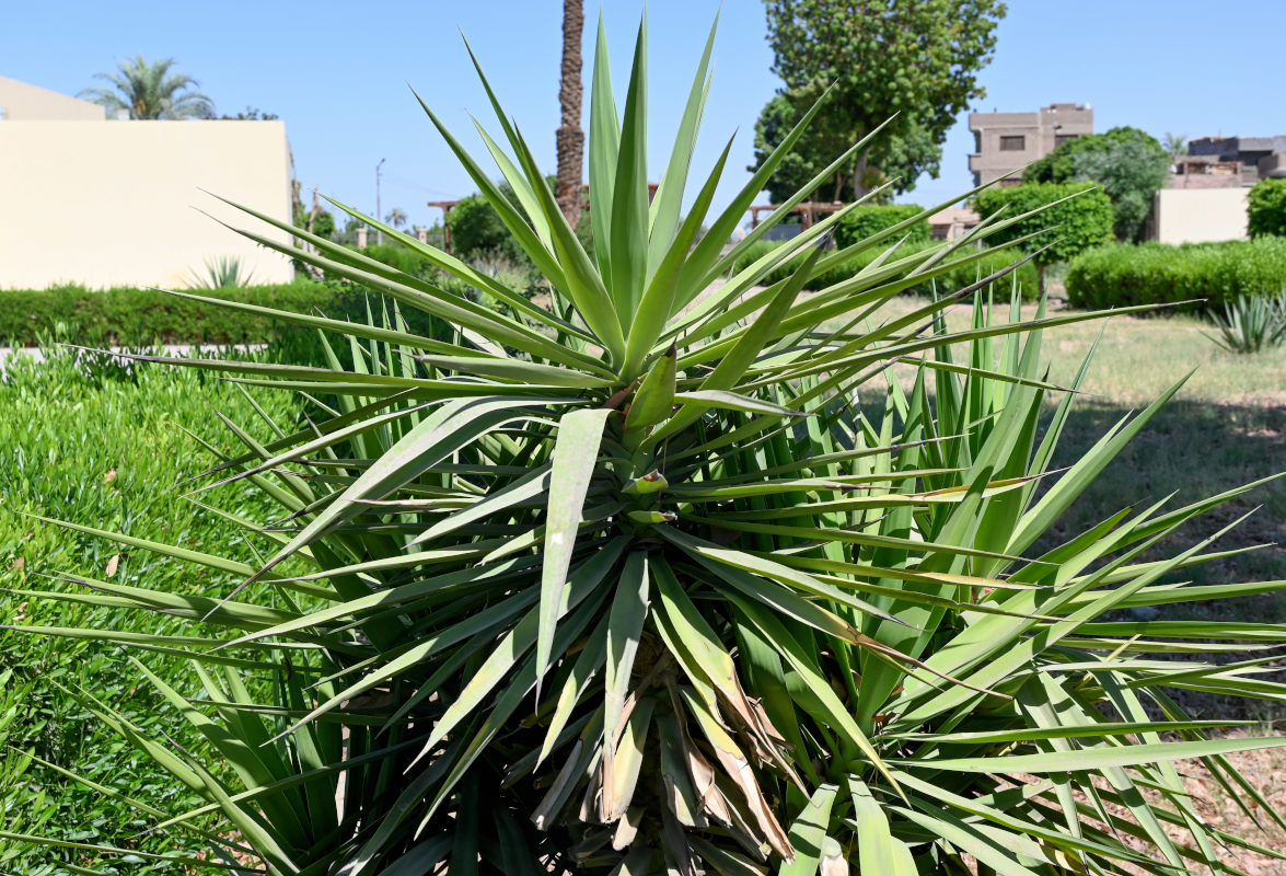 Image of Yucca aloifolia specimen.