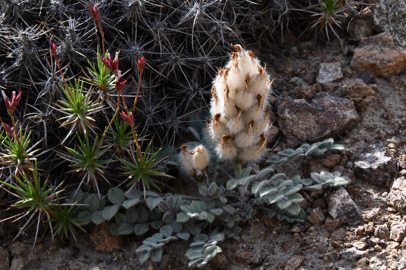 Image of Astragalus breviscapus specimen.