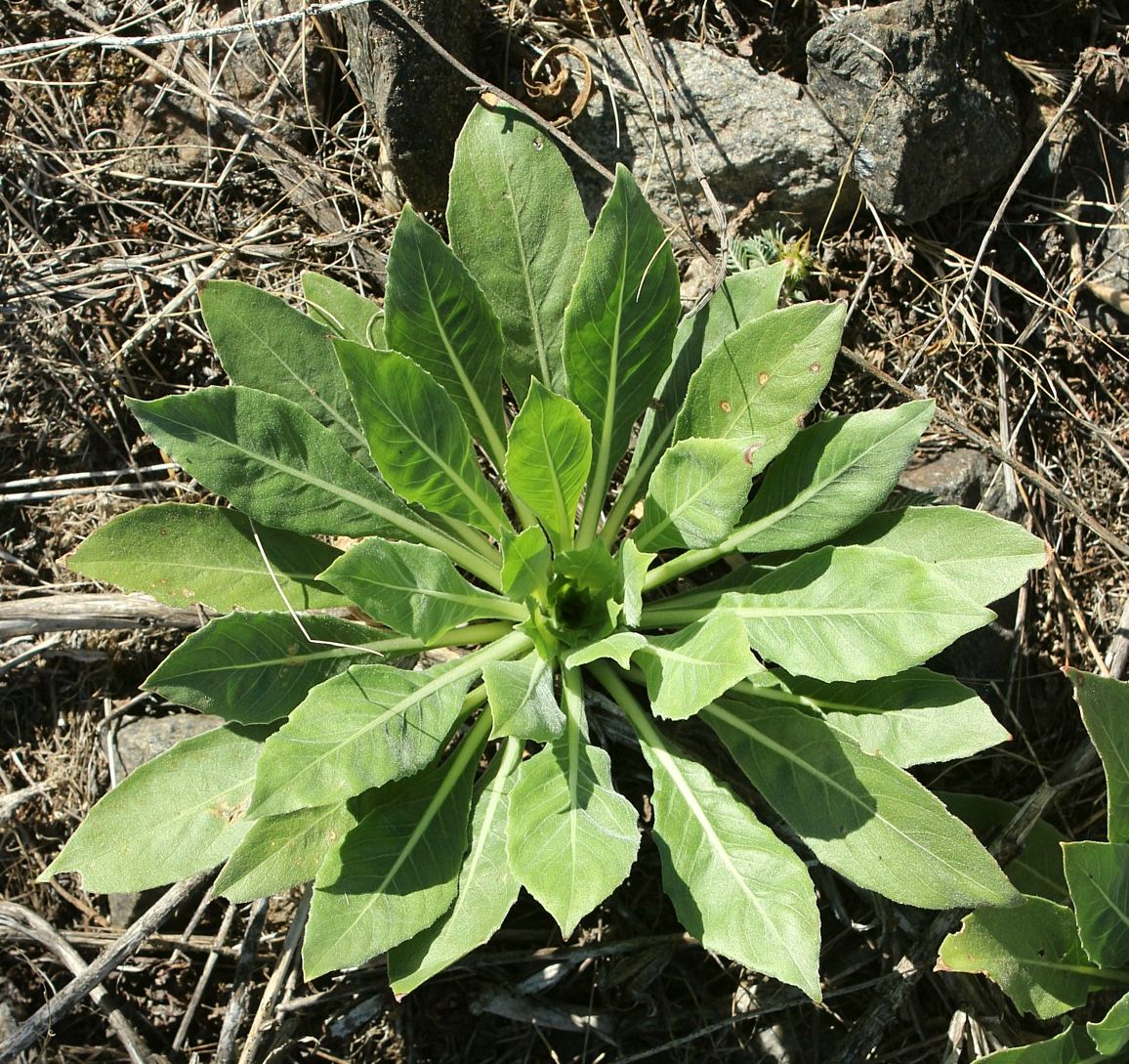 Image of Oenothera depressa specimen.