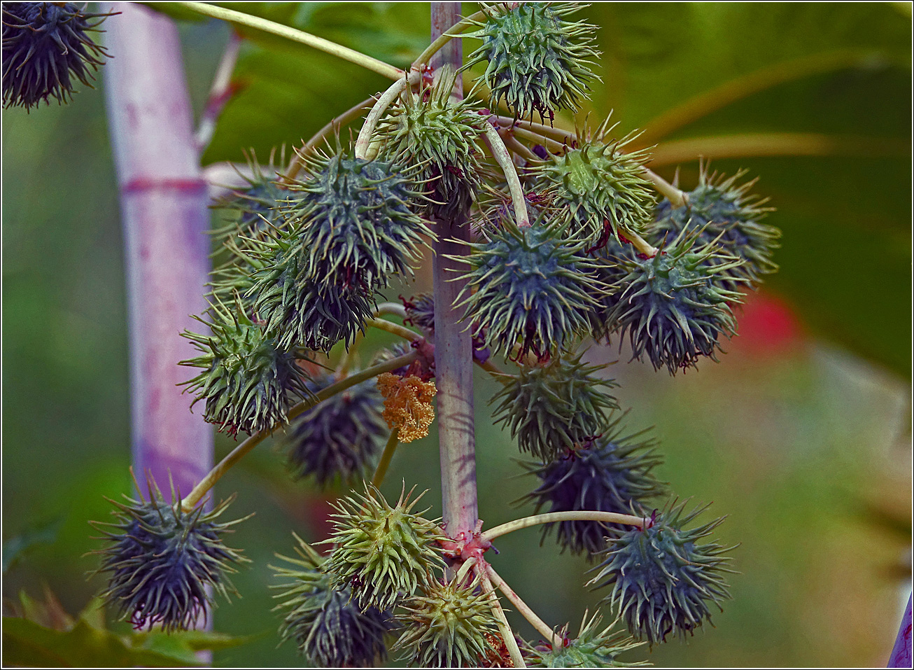 Image of Ricinus communis specimen.