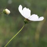 Cosmos bipinnatus