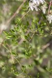 Clematis flammula