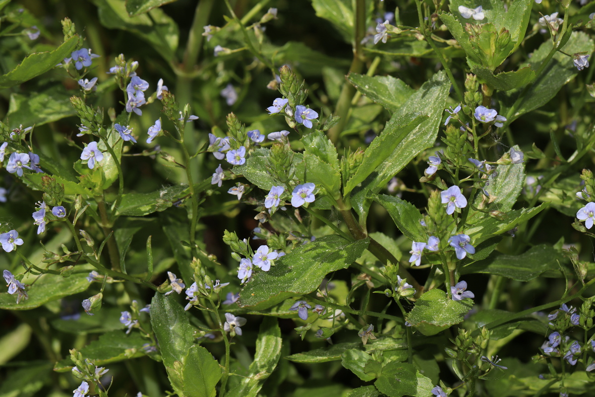 Image of Veronica anagallis-aquatica specimen.