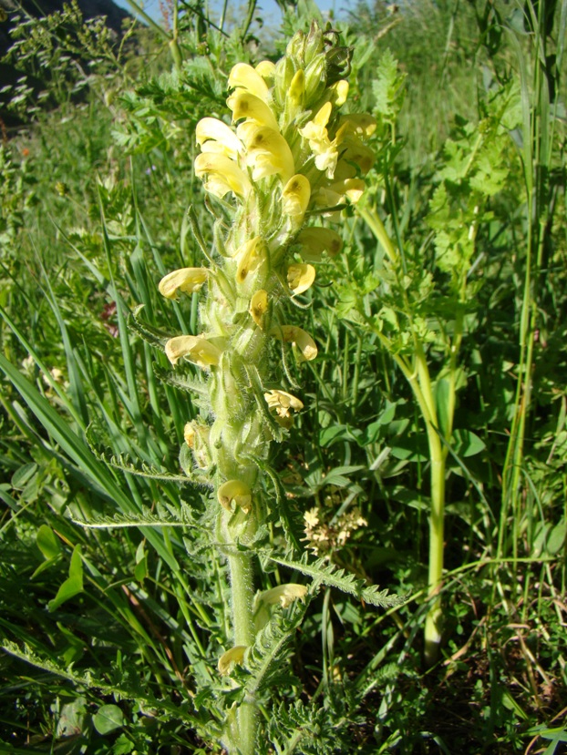 Image of Pedicularis chroorrhyncha specimen.