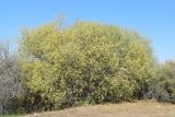 Salix excelsa