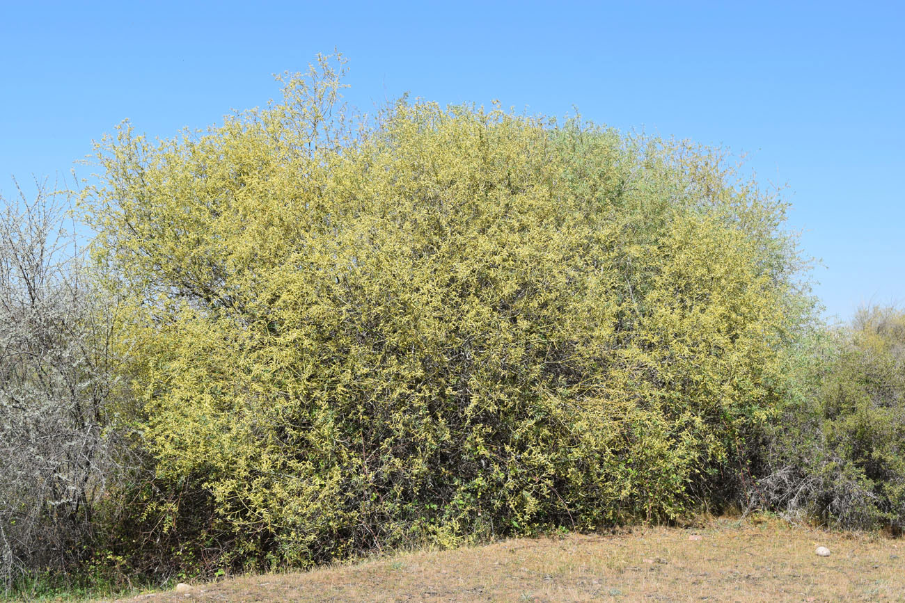 Изображение особи Salix excelsa.