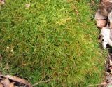Atrichum undulatum