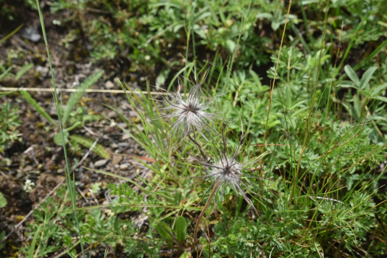 Изображение особи род Pulsatilla.