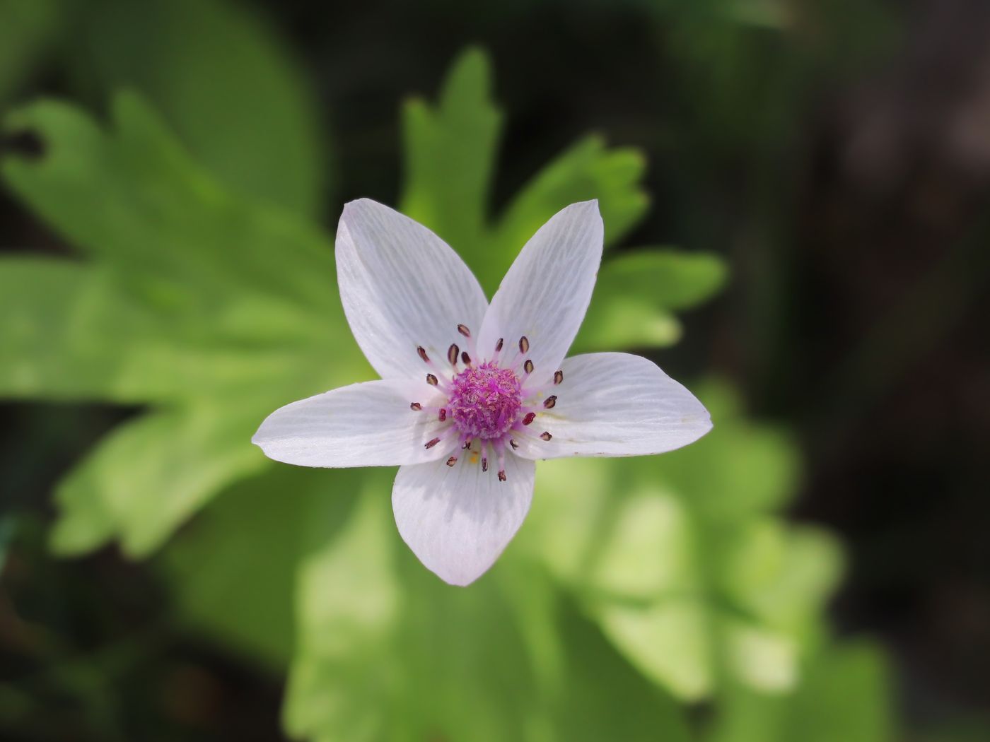 Image of Anemone tschernaewii specimen.