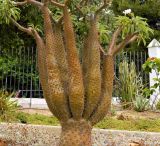 Pachypodium lamerei. Верхняя часть цветущего растения. Испания, Андалусия, пров. Малага, г. Бенальмадена, парк \"La Paloma\". Август.